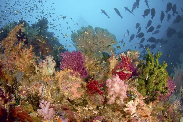 Diverse reef life, Misool, Raja Ampat, Indonesia